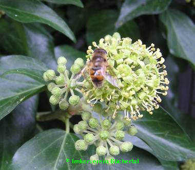 Nahrungsquelle für Bienen, Wespen und Schwebfliegen