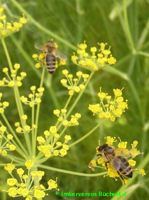 Biene auf der Fenchelblüte