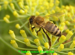 Biene auf der Fenchelblüte