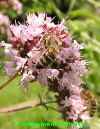 Biene auf Majoranblüte