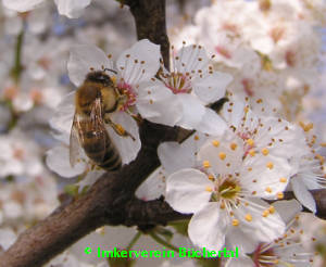 Biene auf der Mirabellenblüte
