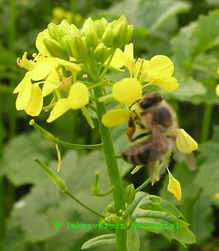 Nektar und Pollen sammelnde Bienen im Senffeld..