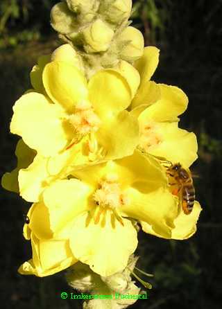 Biene sammelt Pollen