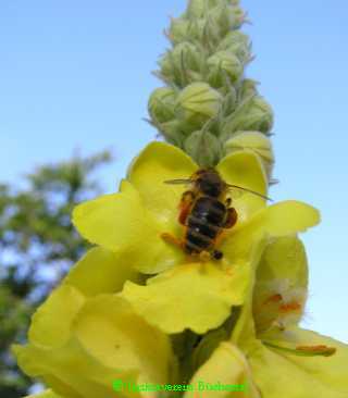 Biene sammelt Pollen