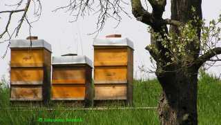 Unsere Bienen im April / Mai